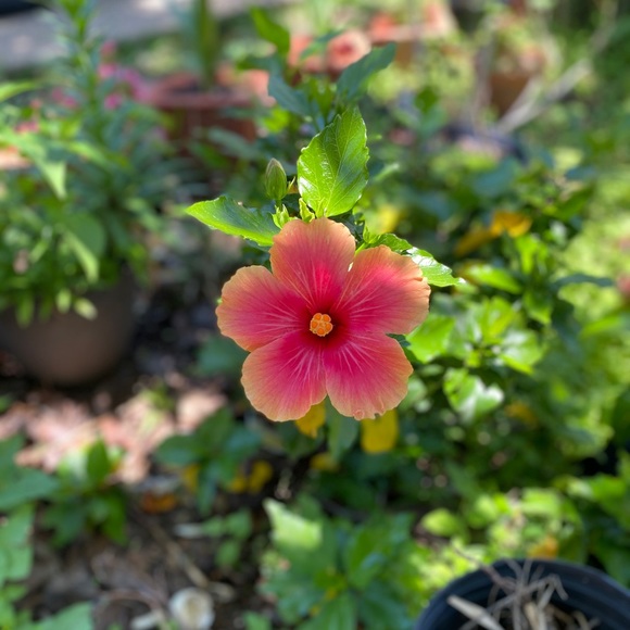 Meet your Posher, Diana - Picture 1 of 1